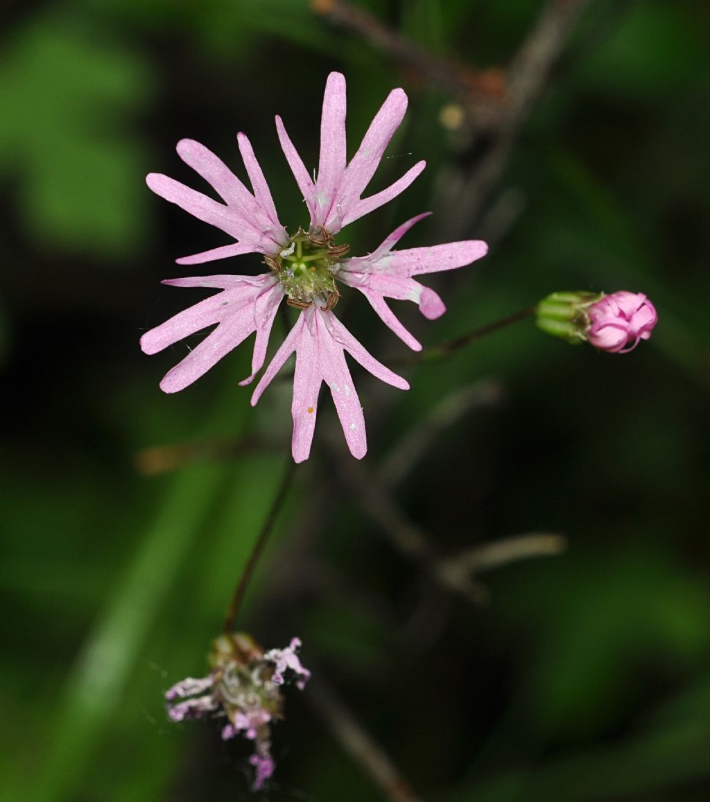 Lychnis flos-cuculi  ( Caryophyllaceae.)