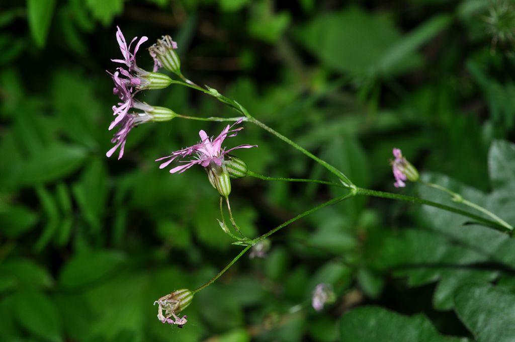 Lychnis flos-cuculi  ( Caryophyllaceae.)