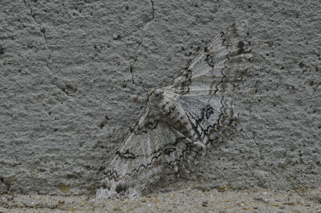 Geometridae: Ascotis selenaria