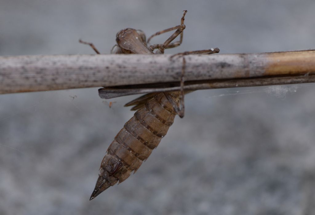 Aeshnidae: exuvia di Aeshna cyanea