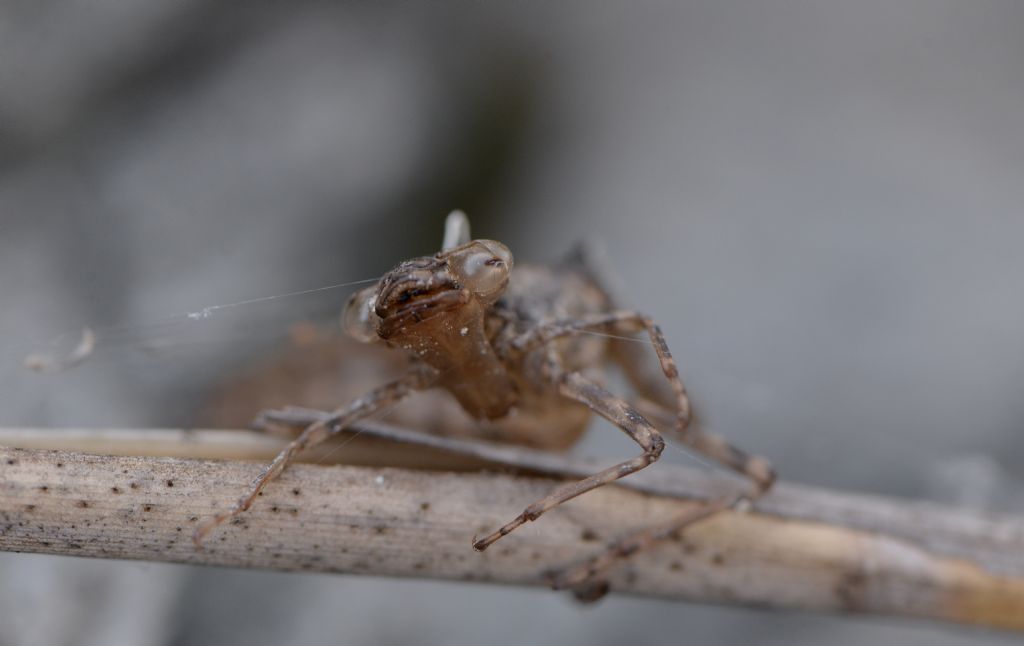 Aeshnidae: exuvia di Aeshna cyanea