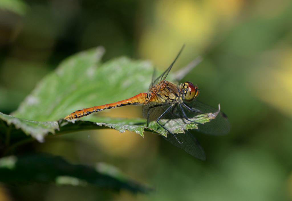 conferma id: Sympetrum sanguineum