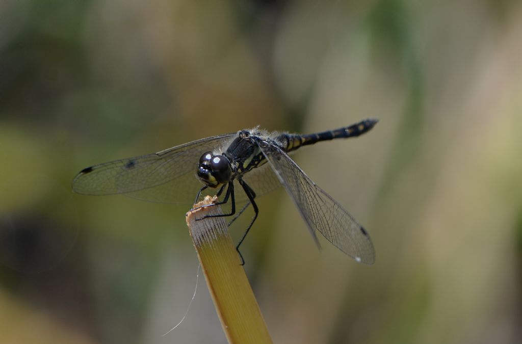 Sympetrum danae