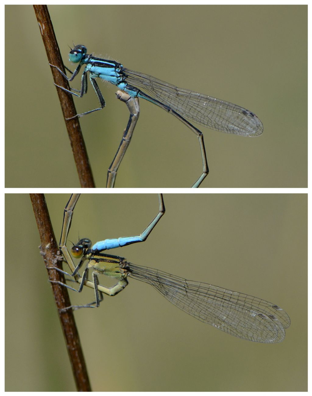 Coenagrionidae da id: Ischnura elegans