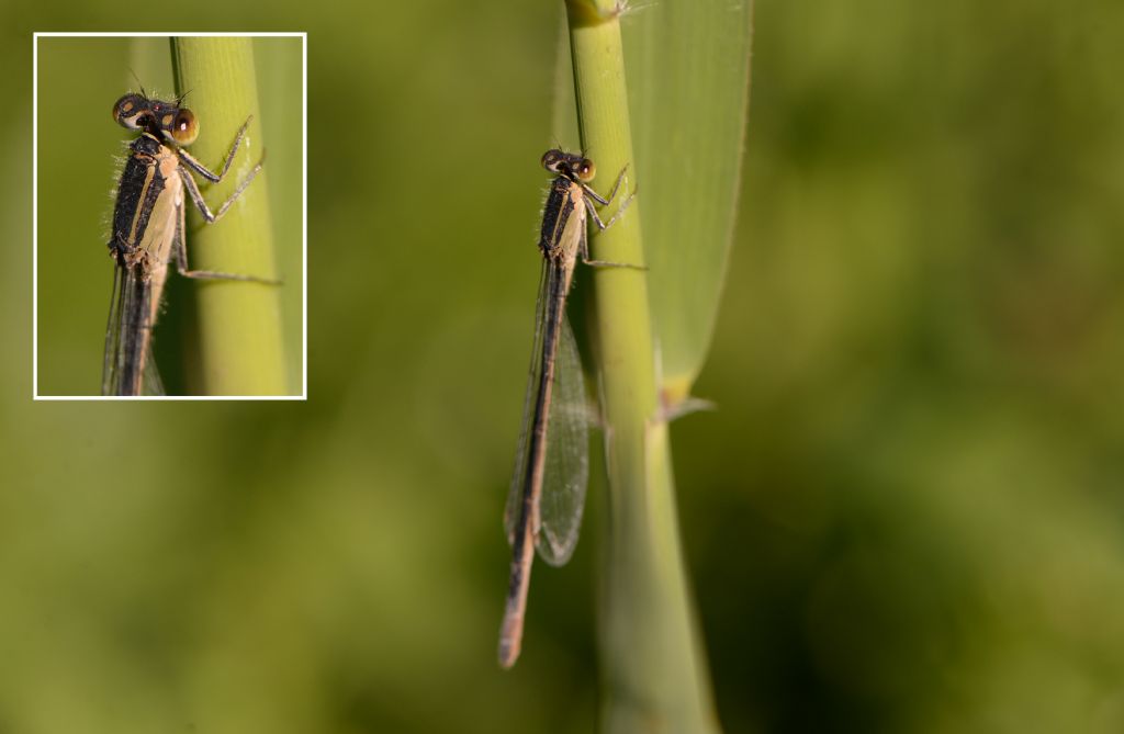 Coenagrionidae da id: Ischnura elegans