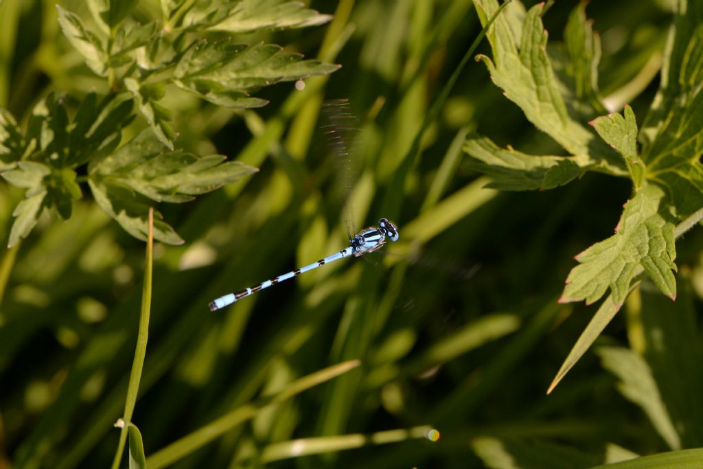 Enallagma cyathigerum: maschio in volo...