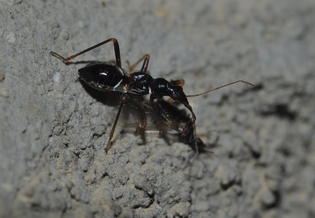 Nabidae: ninfe di... Himacerus mirmicoides