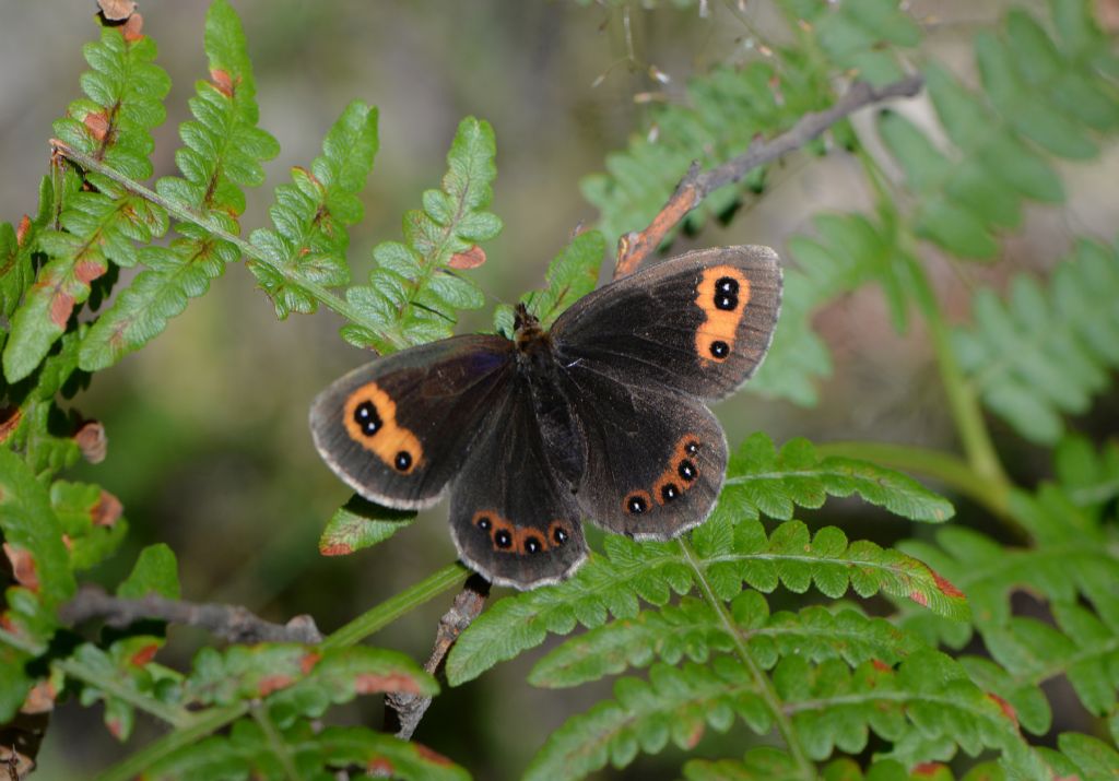 Erebia da id