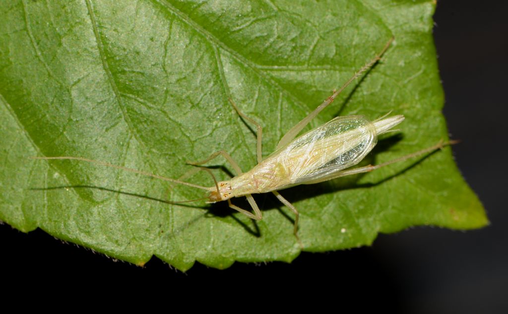 Oecanthus cfr pellucens, maschio (Oecanthidae)