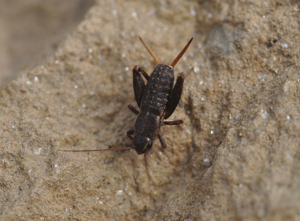 Mogoplistes brunneus: (Mogoplistidae)