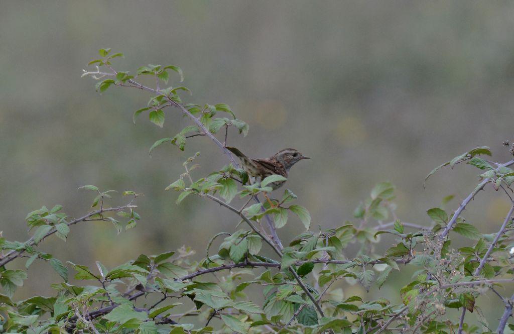 Passera scopaiola