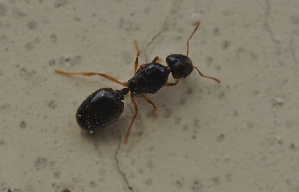 Camponotus sp., femmina fondatrice (cfr.)