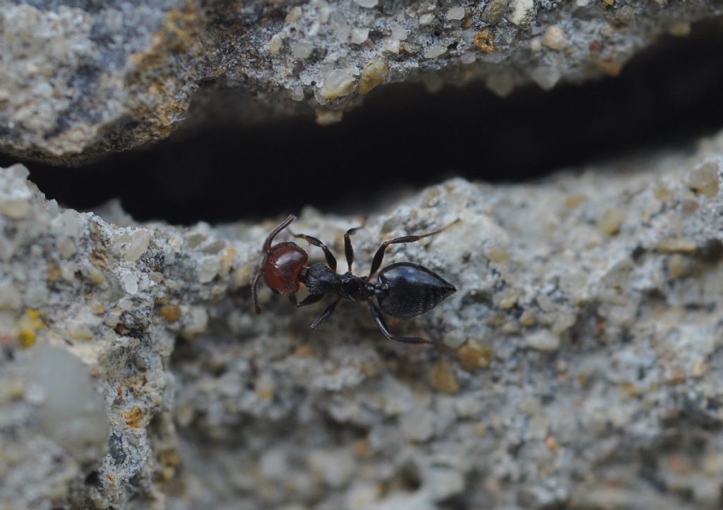 Formica: Crematogaster scutellaris