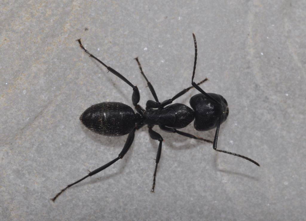 Formica: Camponotus vagus, operaia maggiore