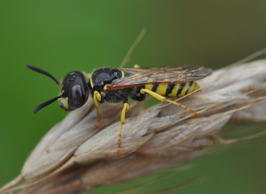 Philanthus triangulum (Crabronidae)