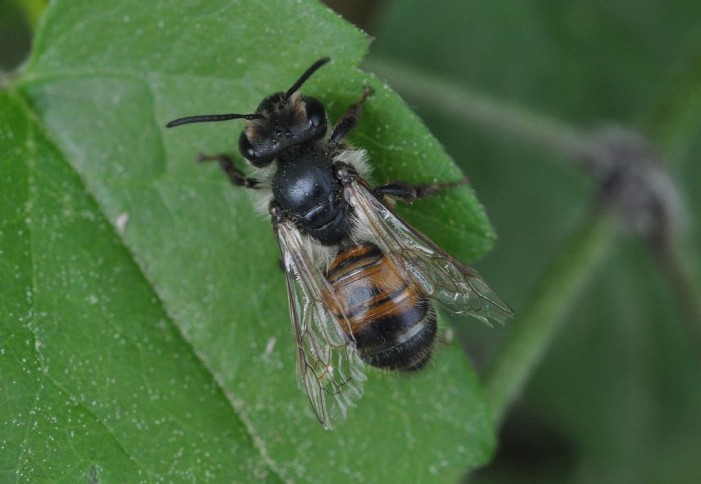 Andrena sp. (Apidae Andreninae)