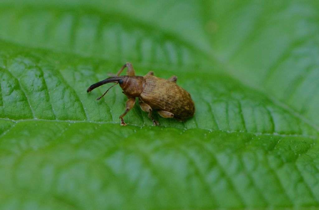 Curculionidae: cfr. Dorytomus sp.