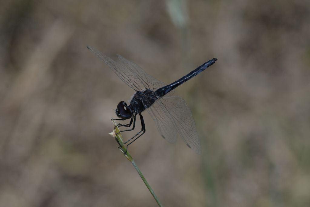 Selysiothemis nigra