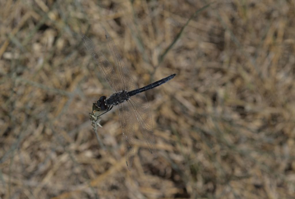 Selysiothemis nigra