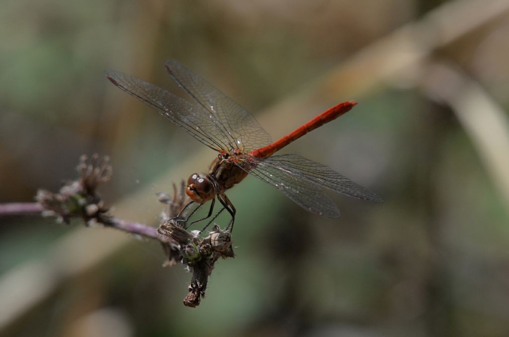 Sympetrum sanguineum ? No, S. meridionale