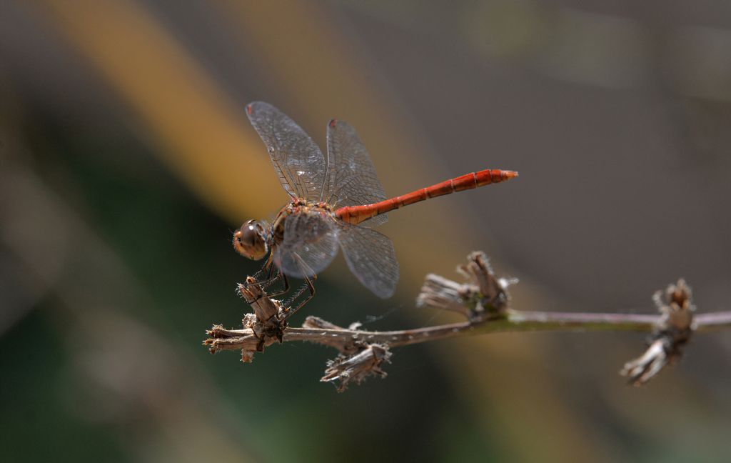 Sympetrum sanguineum ? No, S. meridionale