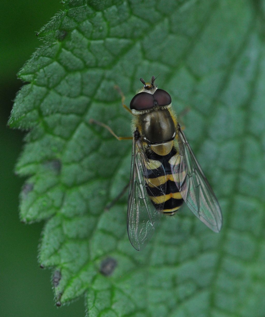 Syrphus ribesii