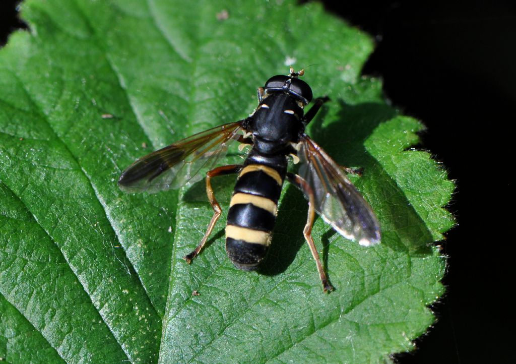 Temnostoma bombylans, maschio