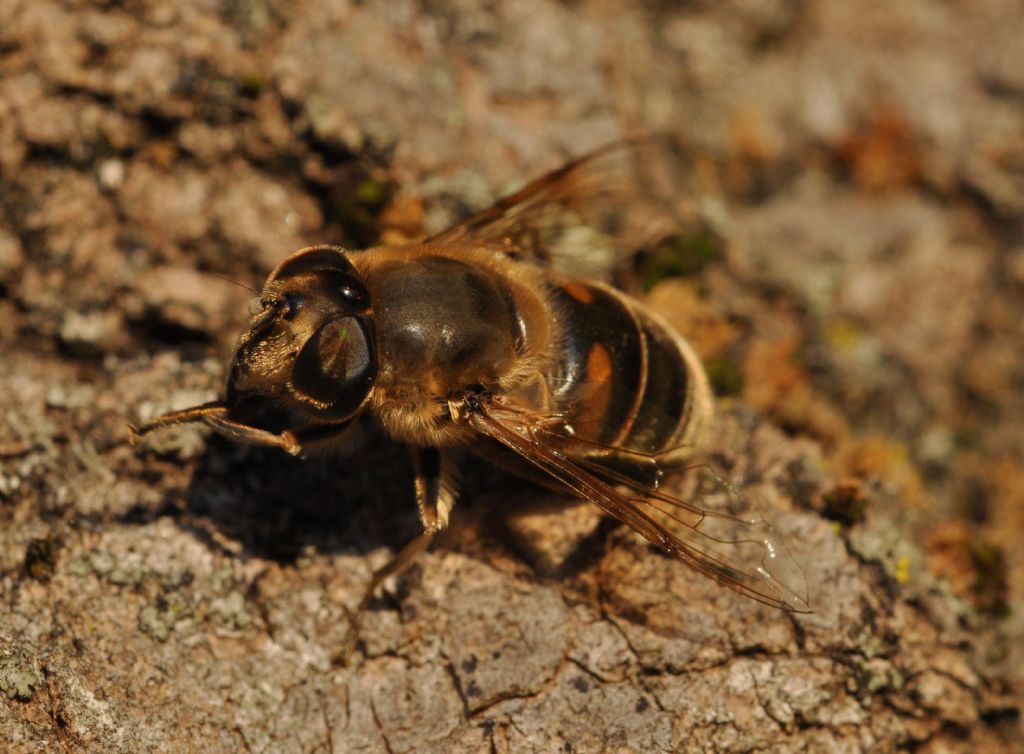 Eristalis cfr. tenax, femmina.