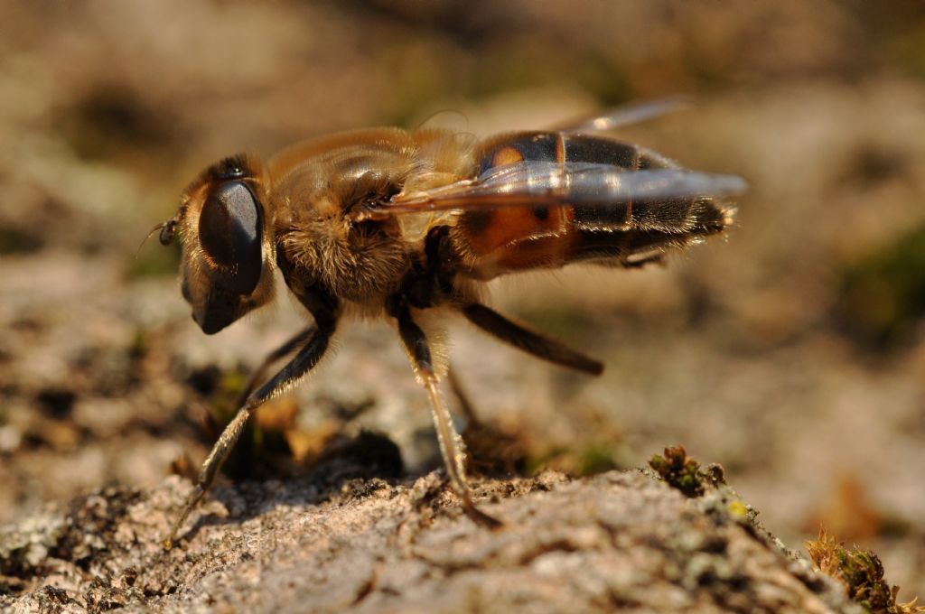 Eristalis cfr. tenax, femmina.