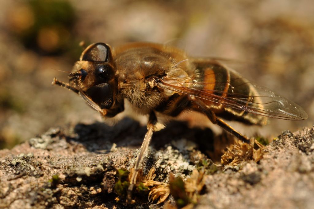 Eristalis cfr. tenax, femmina.