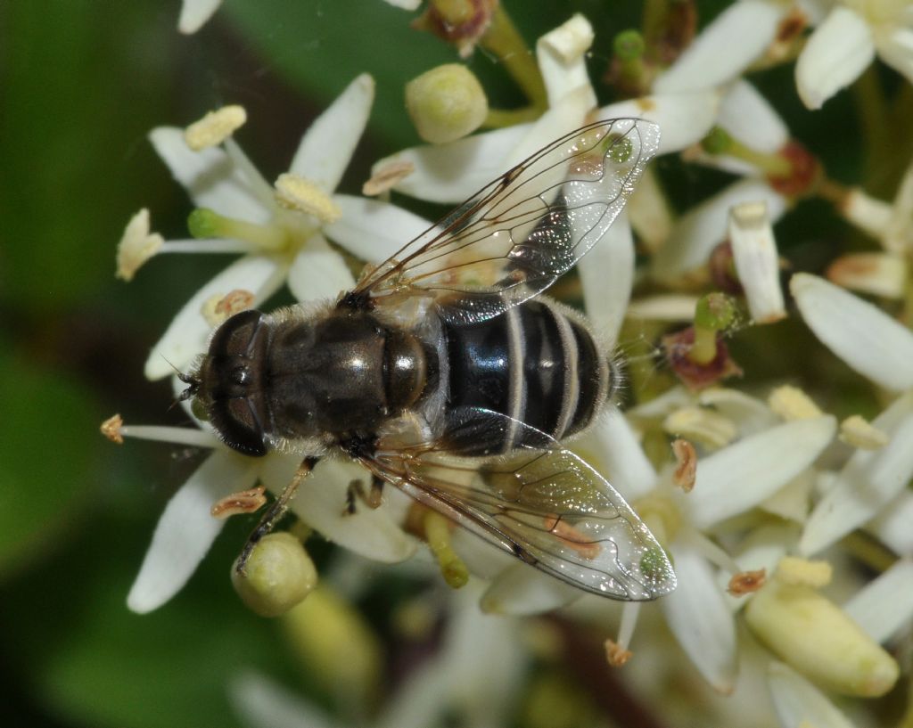 Syrphidae da id (13)