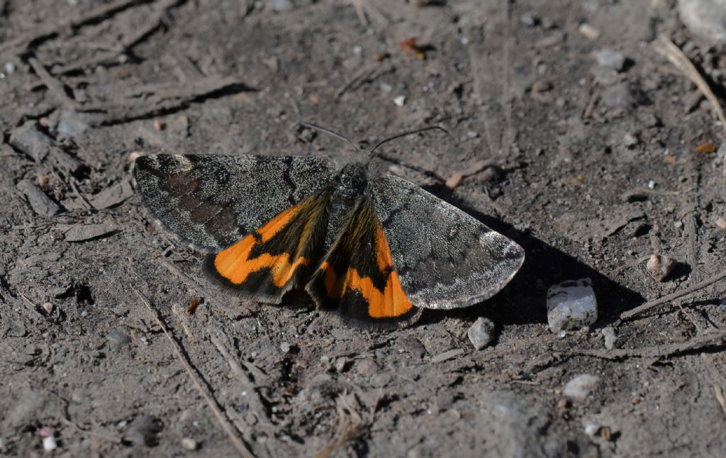 Erebidae ?  No, Geometridae: Archiearis parthenias? Boudinotiana notha?