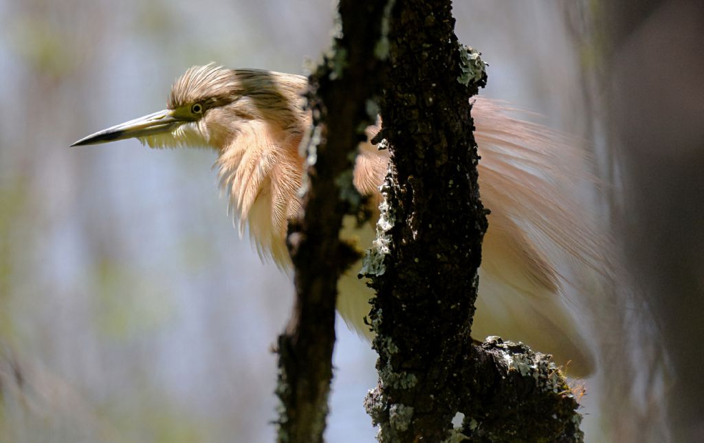 Ardeide: Sgarza ciuffetto (Ardeola ralloides)