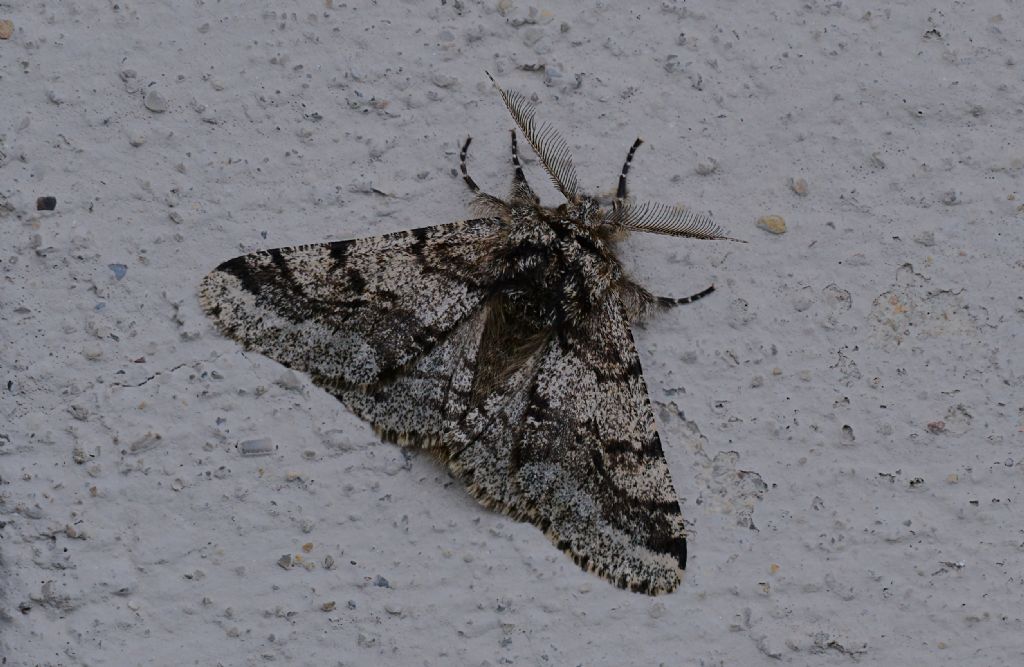 Lycia hirtaria (Geometridae)