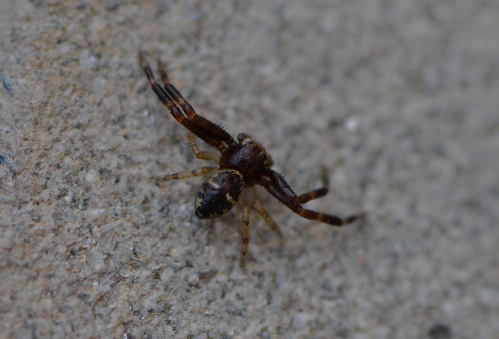 Thomisidae: Synema globosum, maschio