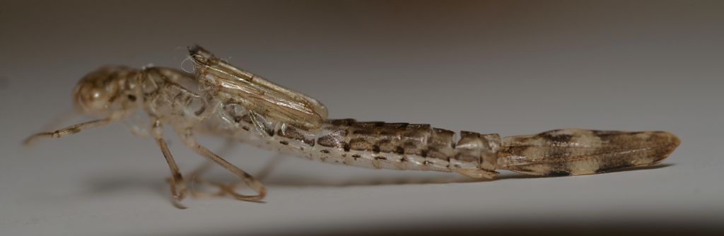 Coenagrionidae, anzi no, Lestidae: exuvia da id