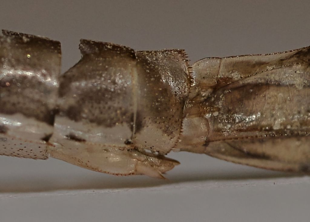 Coenagrionidae, anzi no, Lestidae: exuvia da id