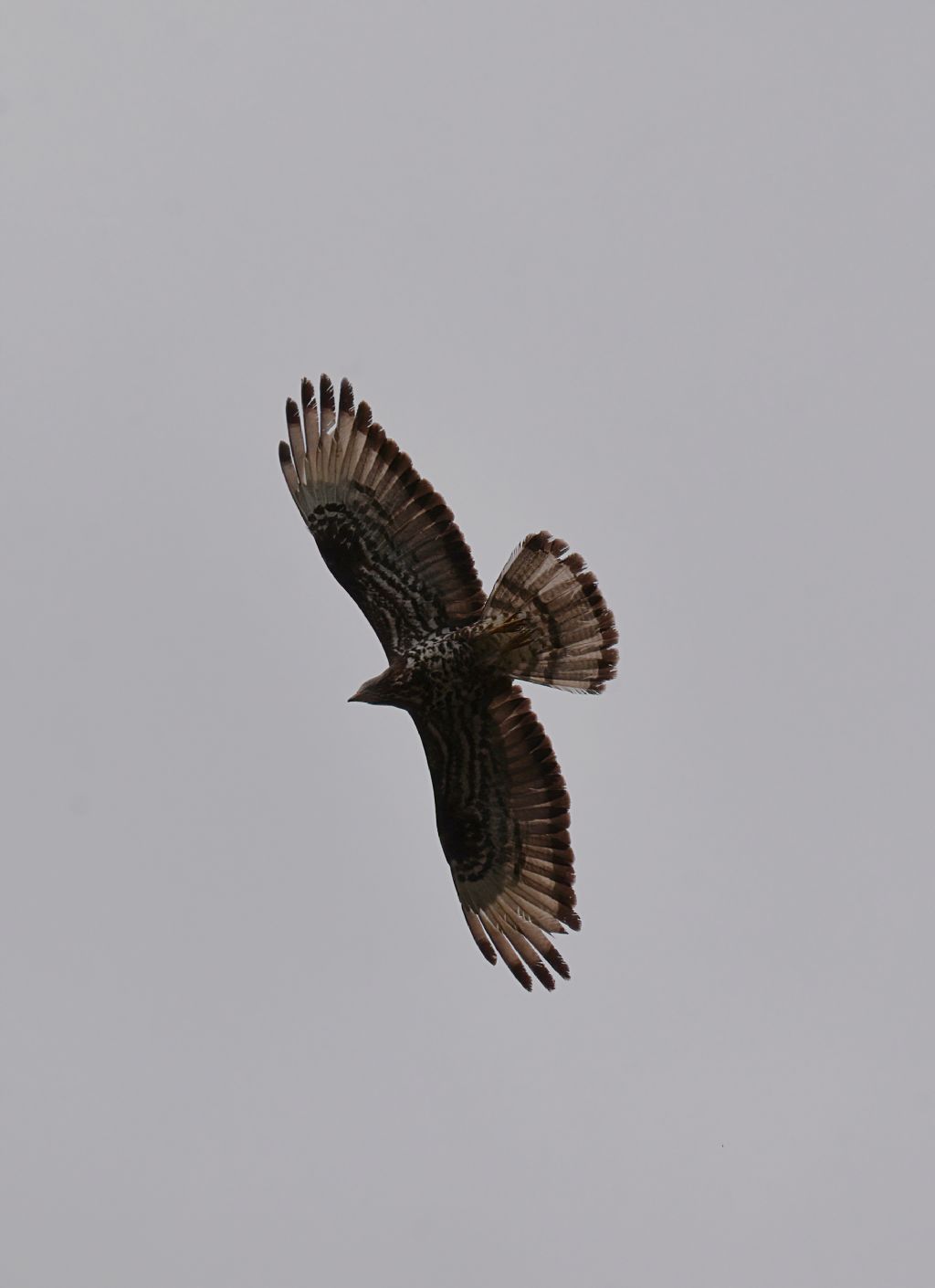 Falco pecchiaiolo (Pernis apivorus)