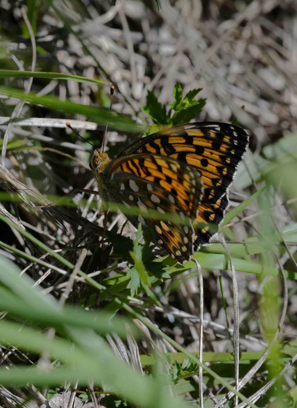 Speyeria aglaja (Nymphalidae)