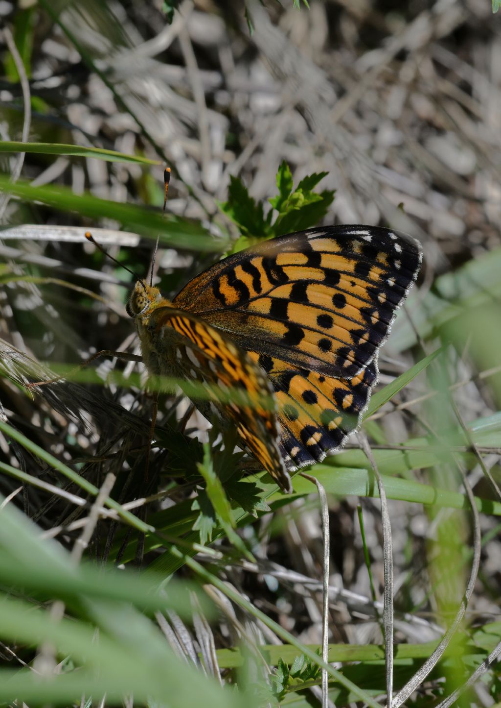 Speyeria aglaja (Nymphalidae)