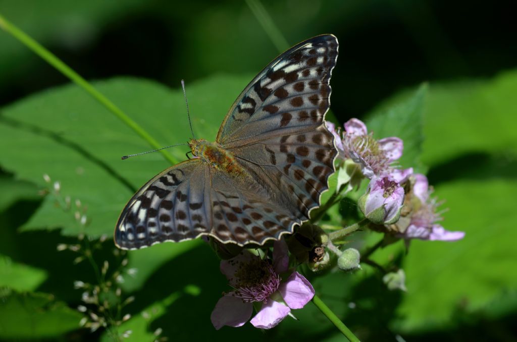 Argynnis paphia, femmina ssp.valesina