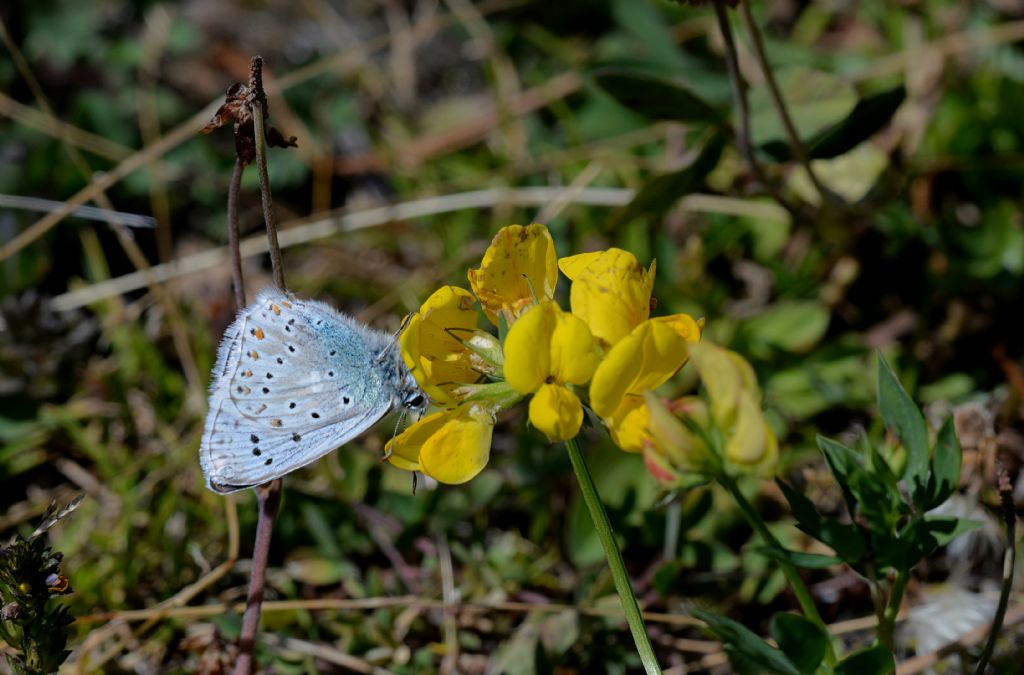 Lycaenidae:  Lysandra coridon