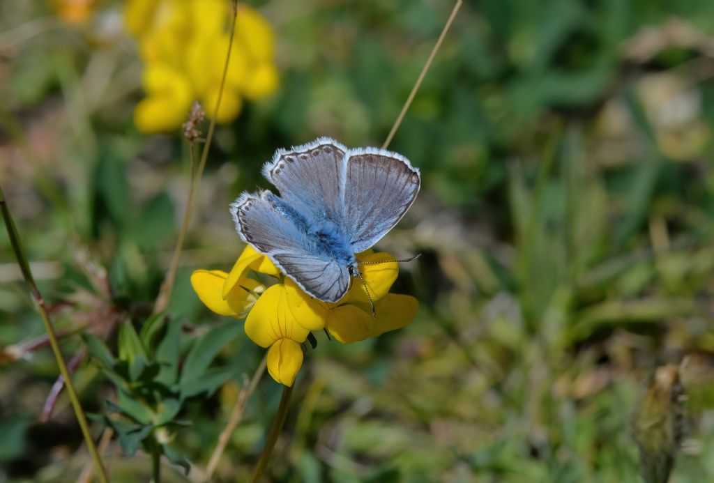 Lycaenidae:  Lysandra coridon