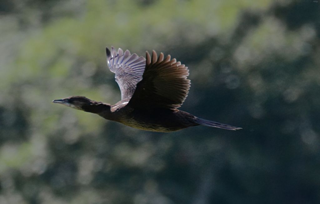 Cormorano o Marangone?   Marangone minore