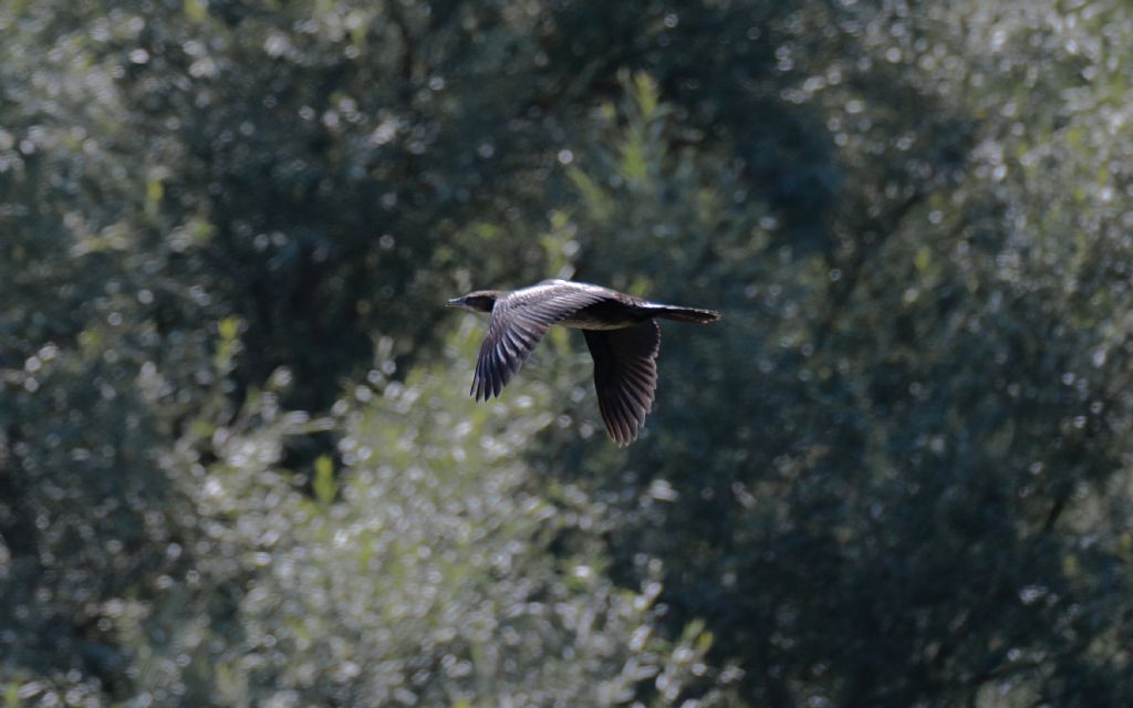 Cormorano o Marangone?   Marangone minore