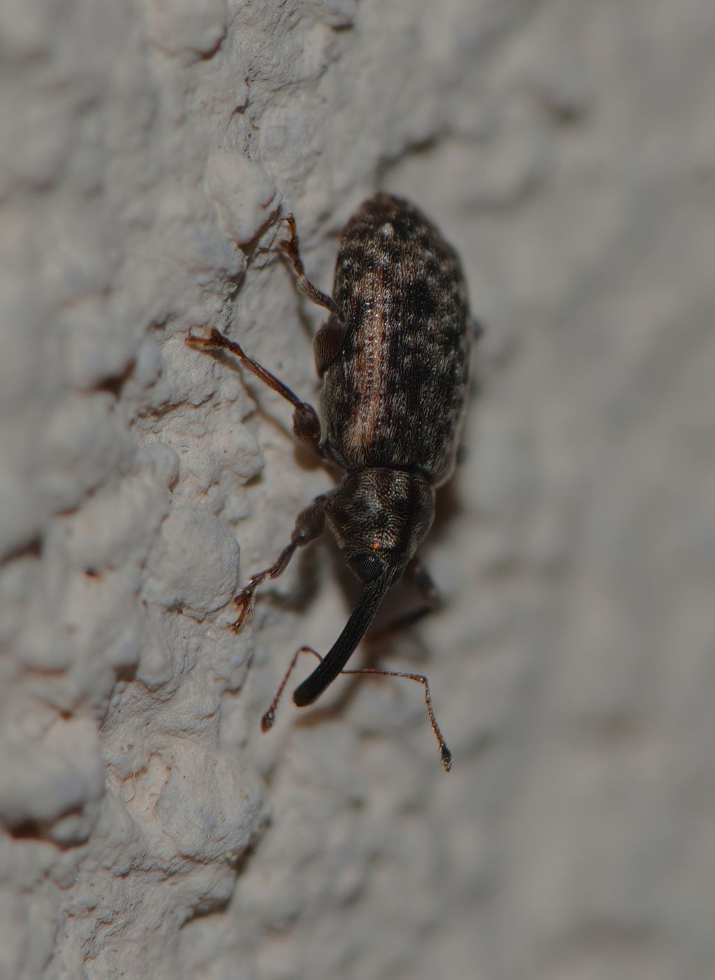 Curculionidae: Dorytomus sp.