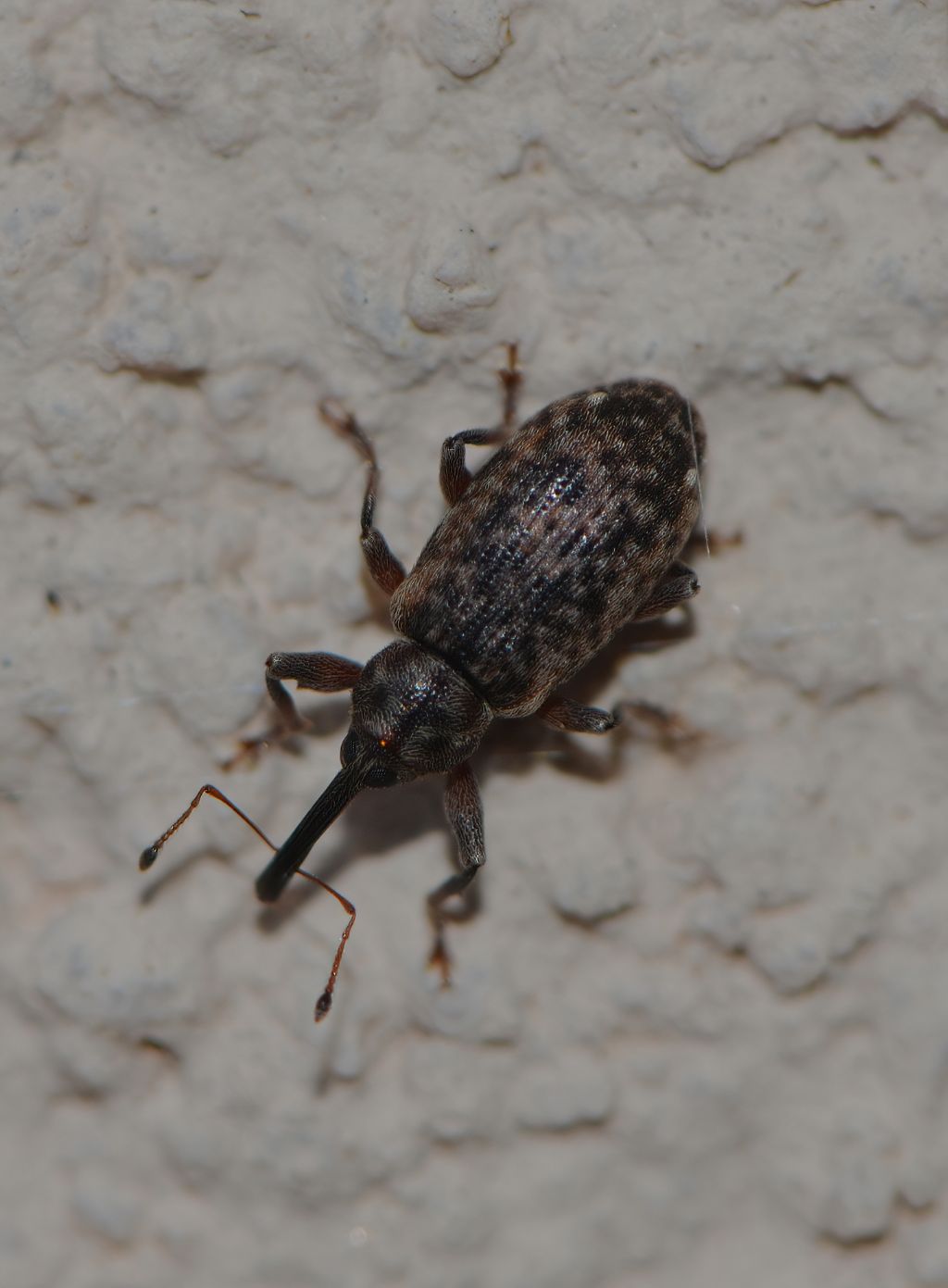 Curculionidae: Dorytomus sp.