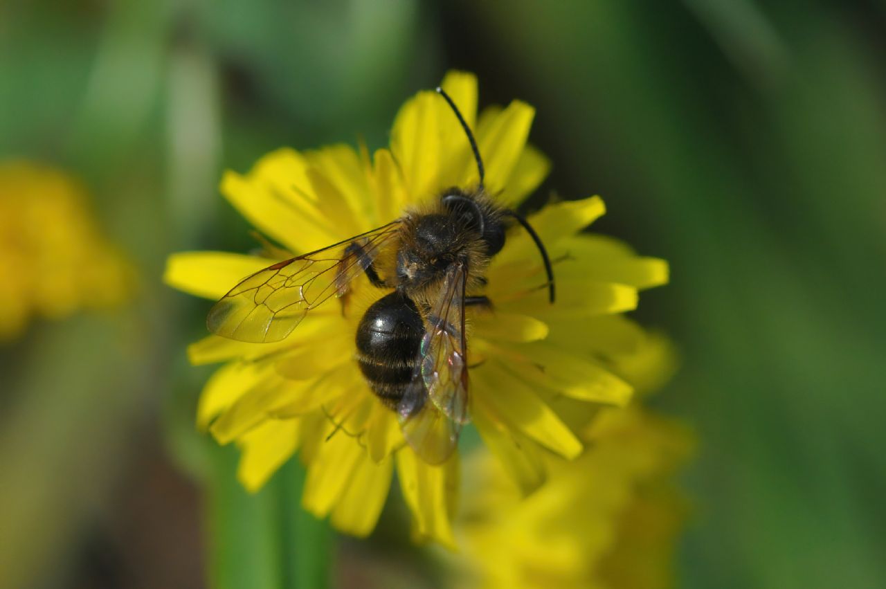 Apidae Andreninae: Andrena sp.