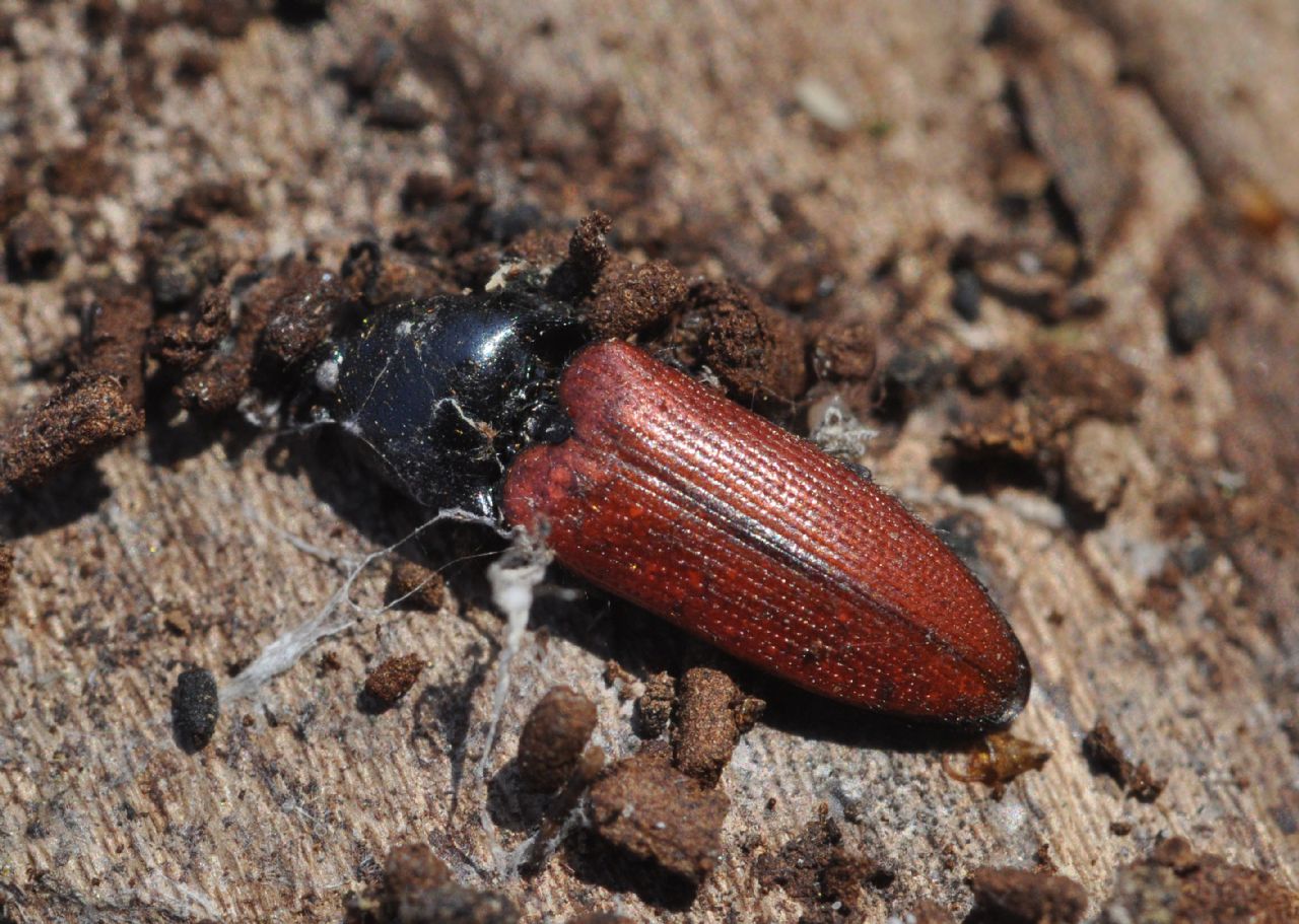 Elateridae: Ampedus sp.