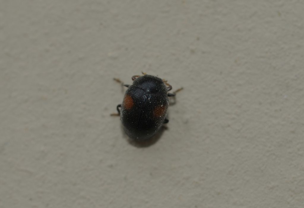 Scymnus da id